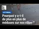 Pourquoi y a-t-il de plus en plus de méduses sur nos côtes ? 