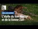 À Bellewaerde, une idylle vient de naître entre le lion Nestor et Zari