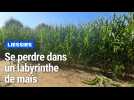 Liessies : on s'est perdu dans le labyrinthe de maïs