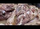 Transmission de savoir au Tacot à Licques ; la recette de la tête de veau