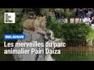 Les merveilles du parc animalier Pairi Daiza, en Belgique