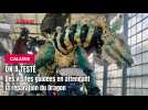 Visite guidée du Dragon de Calais dans son antre