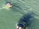 Le centre de soins de la faune sauvage de la LPA de Calais accueille dix veaux marins
