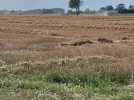 La moisson du blé en Flandre, cuvée 2025