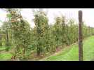 Appelteelt onder druk