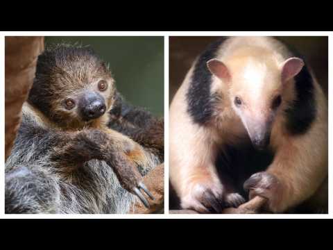 Paresseux et tamandua deux cousins cools et attachants au zoo de Mulhouse — free download