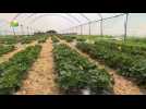 Onterechte onrust over aardbeien