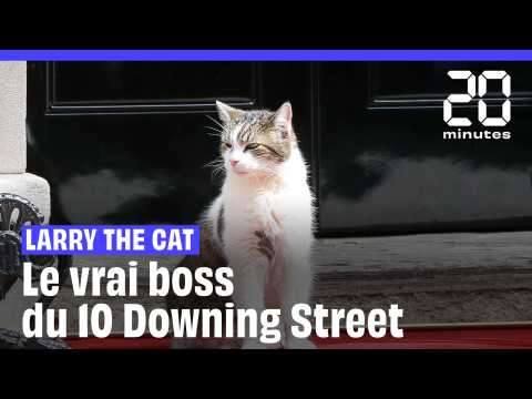 Une chatte perdue en France parcourt près de 1.000 km pour