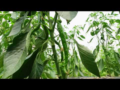 Biper Eztia, le piment doux du Pays basque et du Seignanx