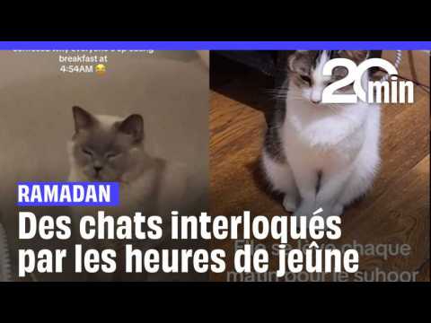 A la recherche de leur chat disparu depuis plusieurs mois, ils ont