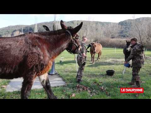 Lot 1 - 3 Chasseurs Alpins Avec Mulets - Figurines ALU MIGNALU MCAM